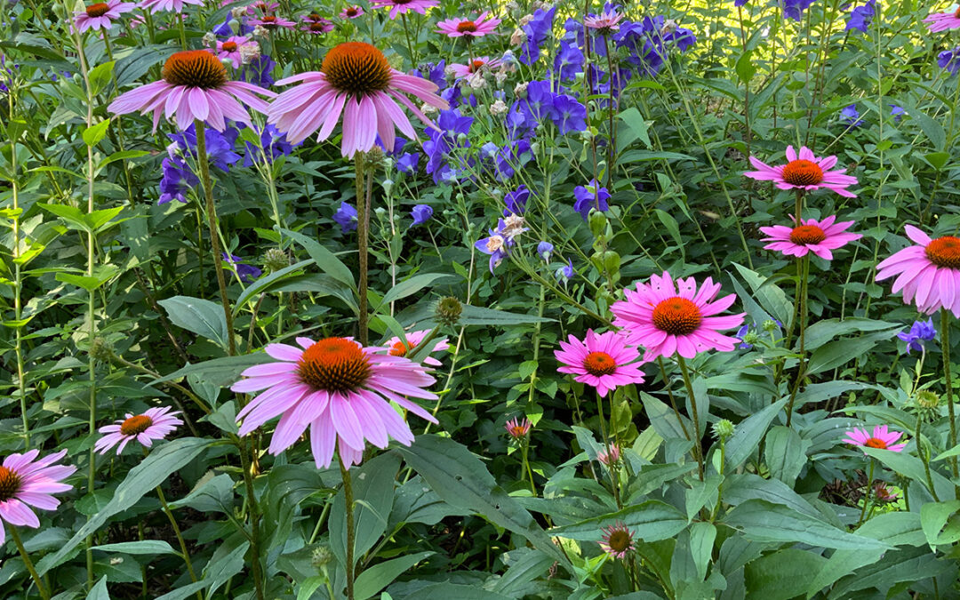 Next Landscape Maintenance Cohorts