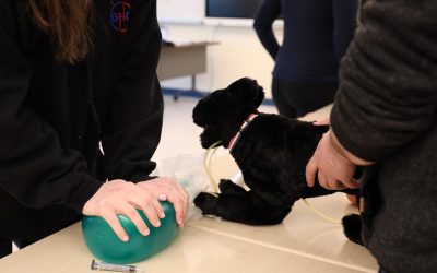 Love Animals? Start a Career That Makes a Difference